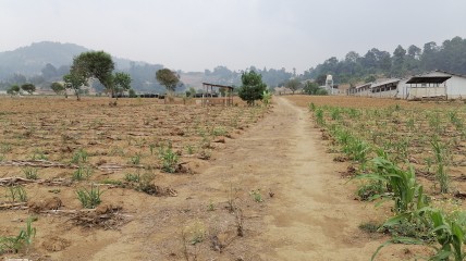 Klimaatveranderingen bedreigen kleine boer in Guatemala